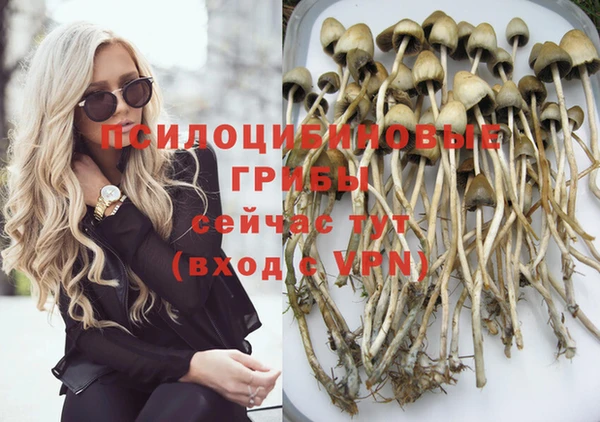 прущие грибы Вязники